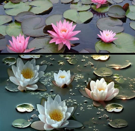 The Lily and Lotus