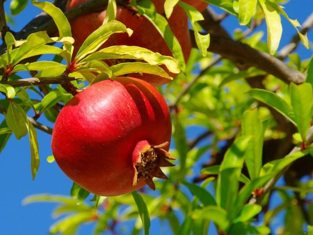 The Pomegranate